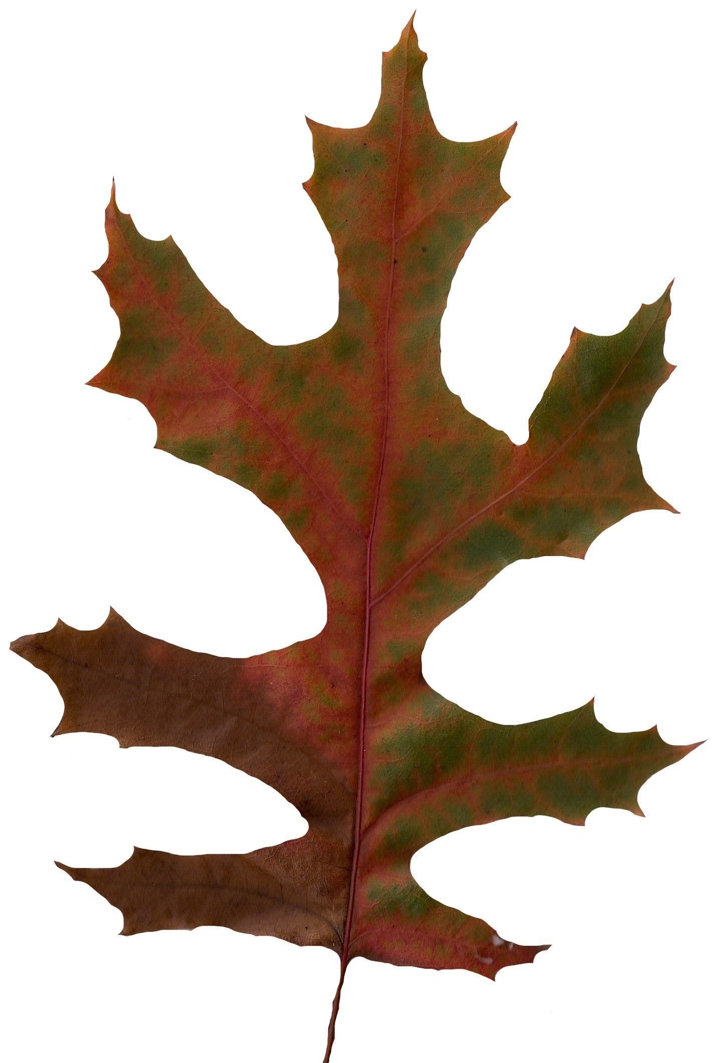 Eastern Black Oak Texture Pack - 20 Textures Texture_4