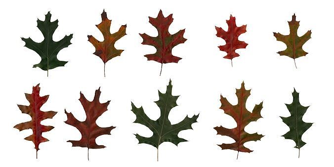Eastern Black Oak Texture Pack - 20 Textures Texture