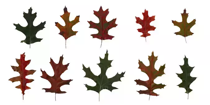 Eastern Black Oak Texture Pack - 20 Textures Texture