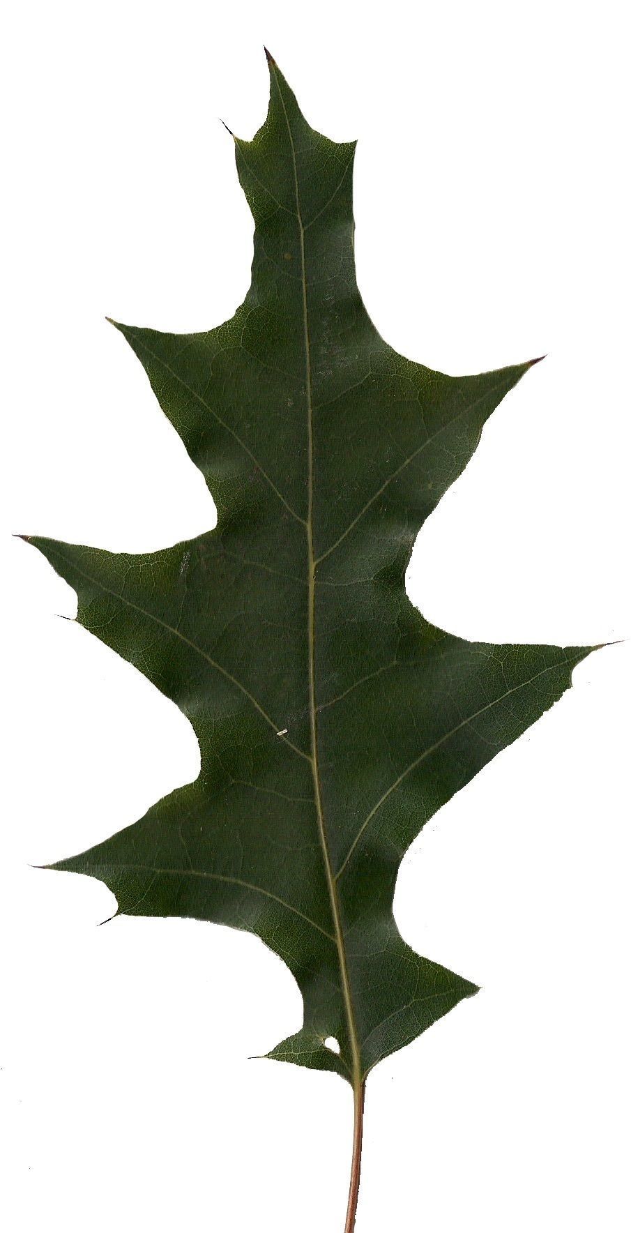 Eastern Black Oak Texture Pack - 20 Textures Texture_20