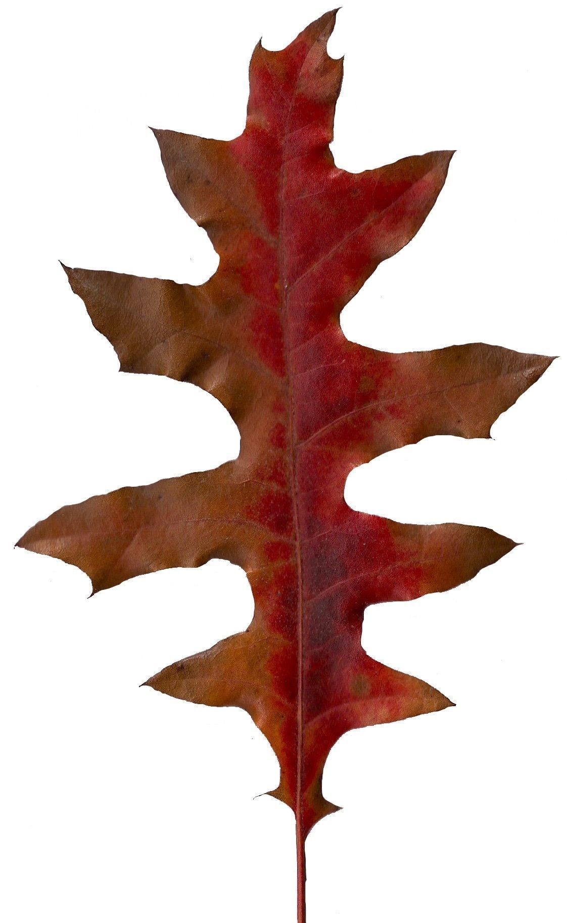 Eastern Black Oak Texture Pack - 20 Textures Texture_11