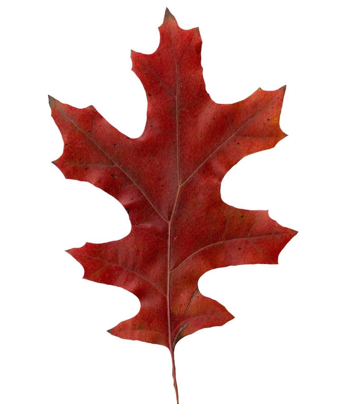 Eastern Black Oak Texture Pack - 20 Textures Texture_13