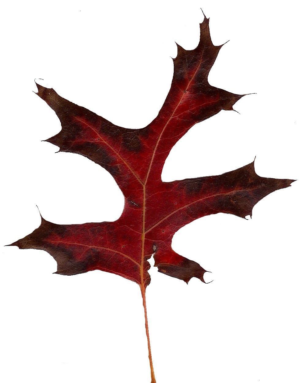 Eastern Black Oak Texture Pack - 20 Textures Texture_2