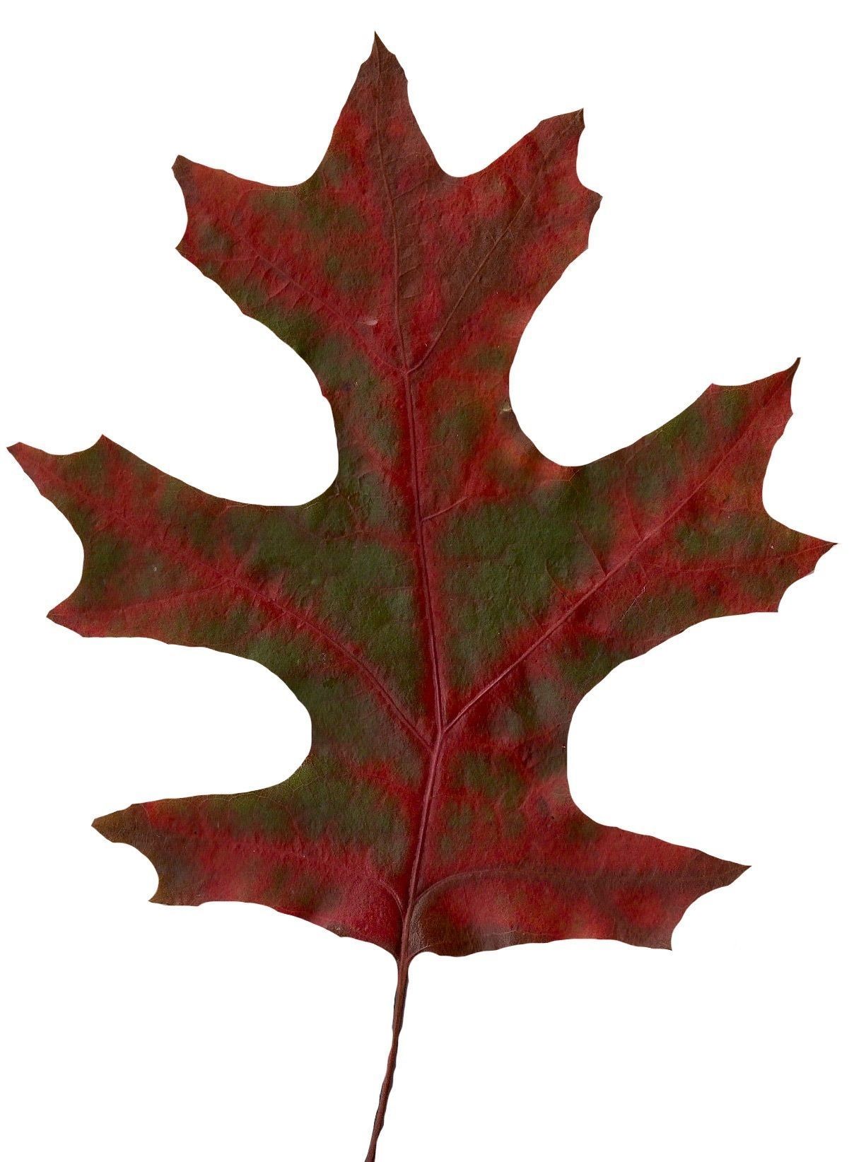 Eastern Black Oak Texture Pack - 20 Textures Texture_9