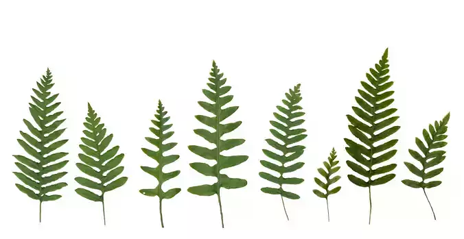 California Polypody Texture Pack - 20 Textures