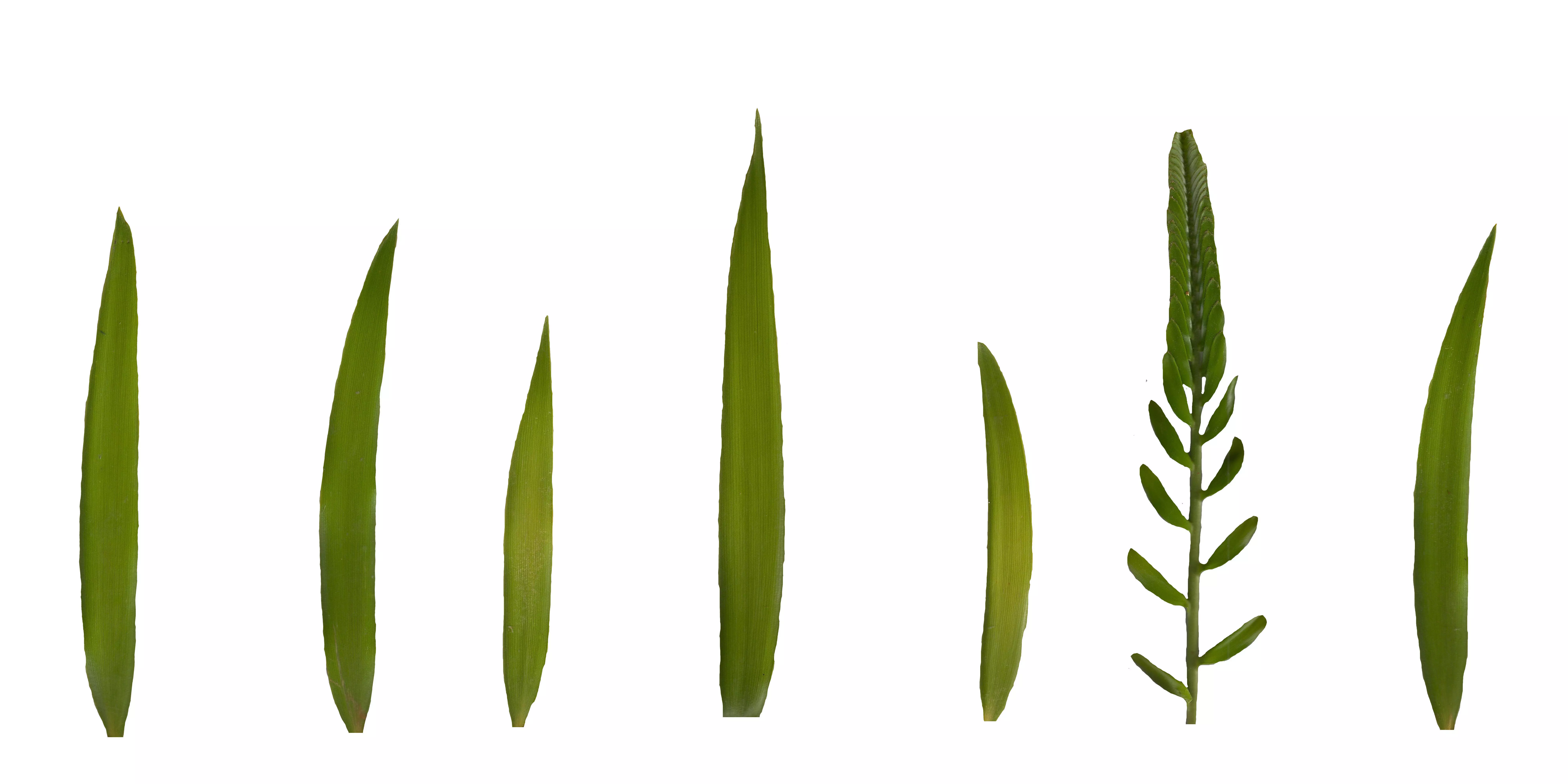 Ceratozamia mexicana Cycad Texture Pack - 10 Textures Texture