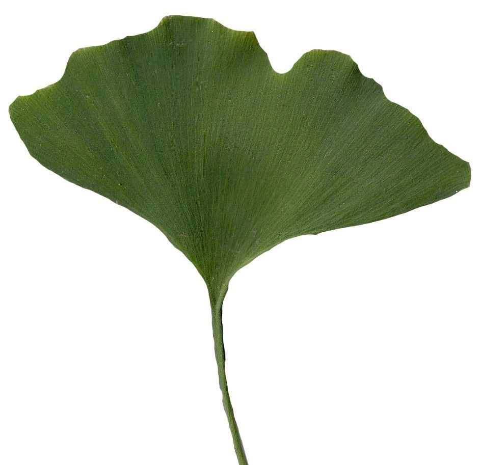 Ginkgo Texture Pack - 120 Textures Texture_87