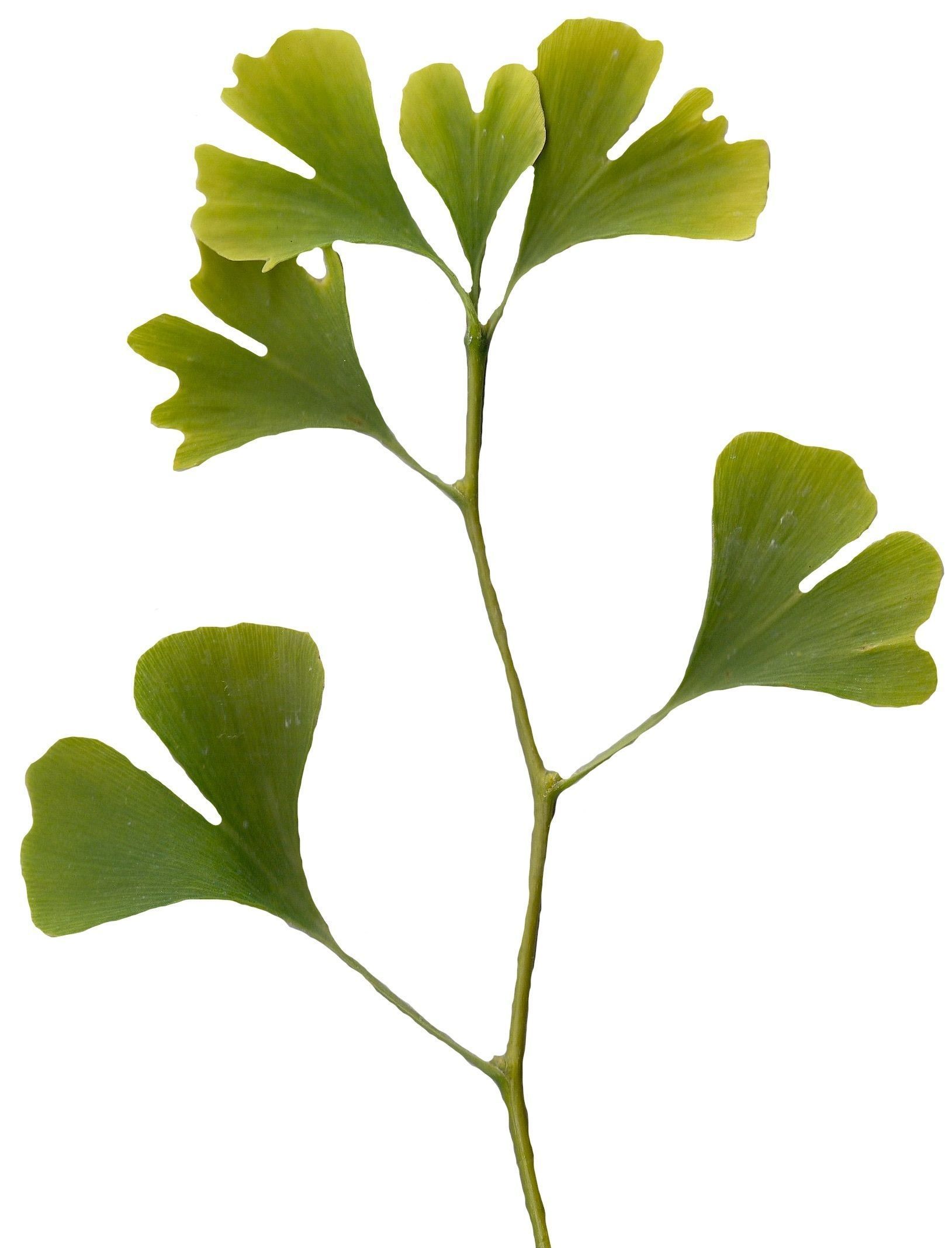 Ginkgo Texture Pack - 120 Textures Texture_44