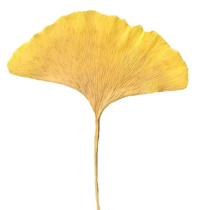 Ginkgo Texture Pack - 120 Textures Texture_40