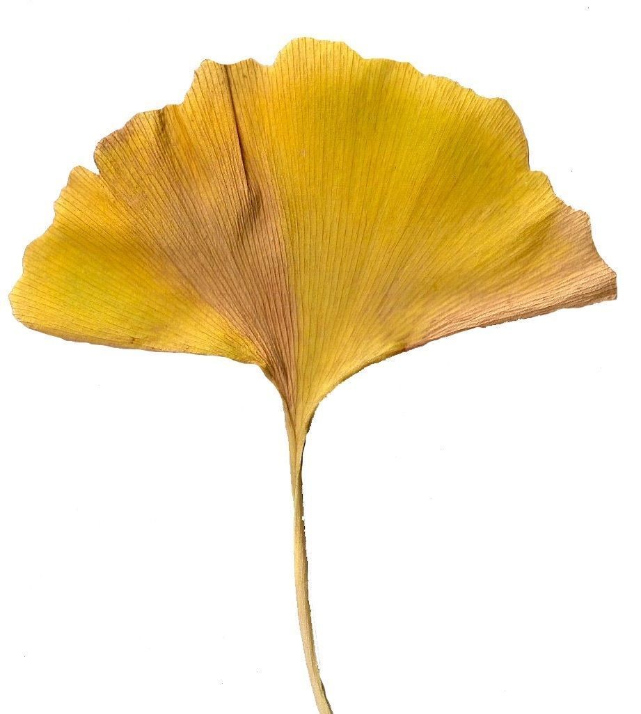 Ginkgo Texture Pack - 120 Textures Texture_45