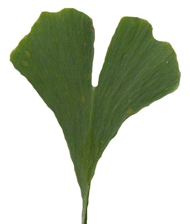 Ginkgo Texture Pack - 120 Textures Texture_93