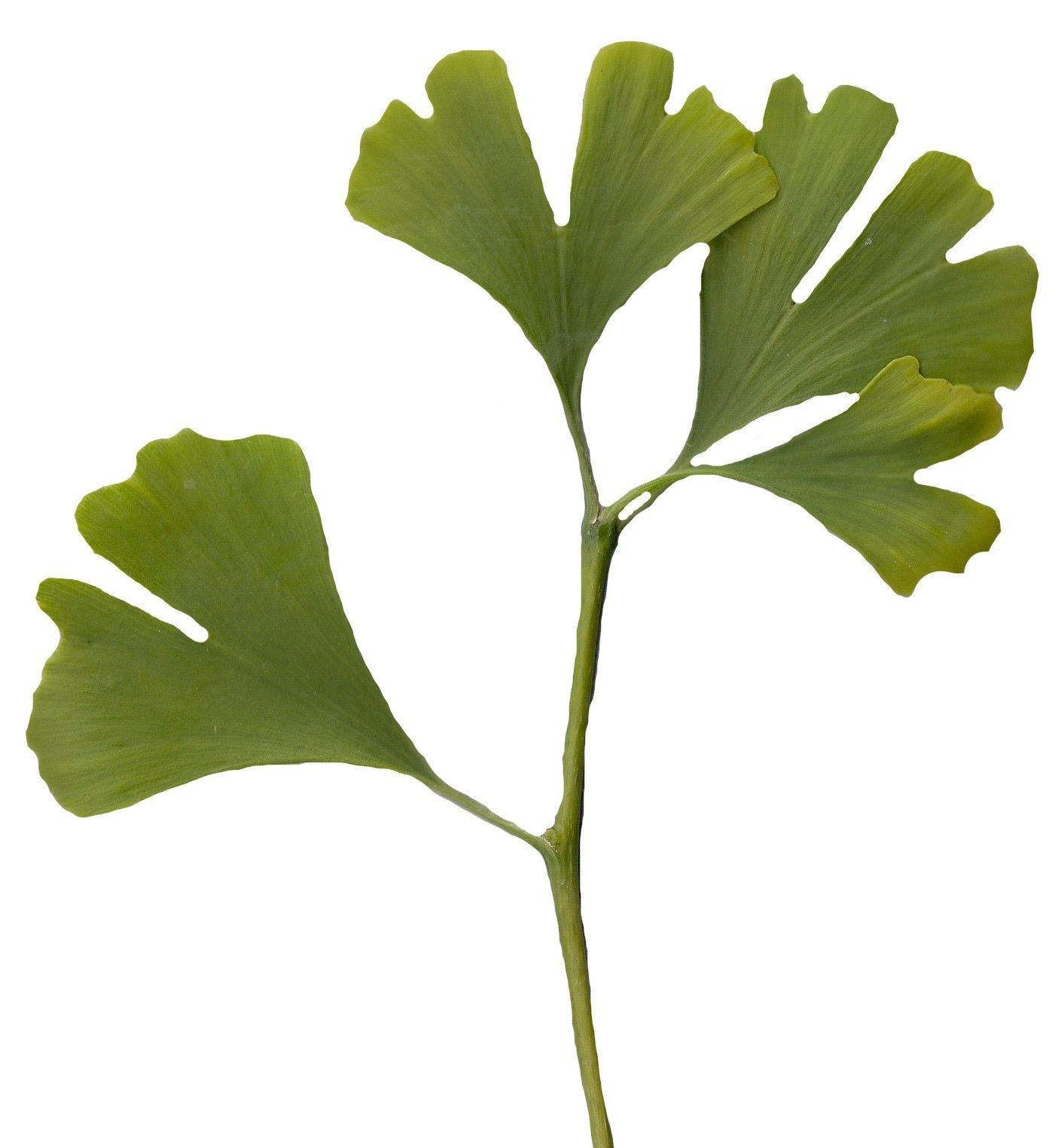 Ginkgo Texture Pack - 120 Textures Texture_12