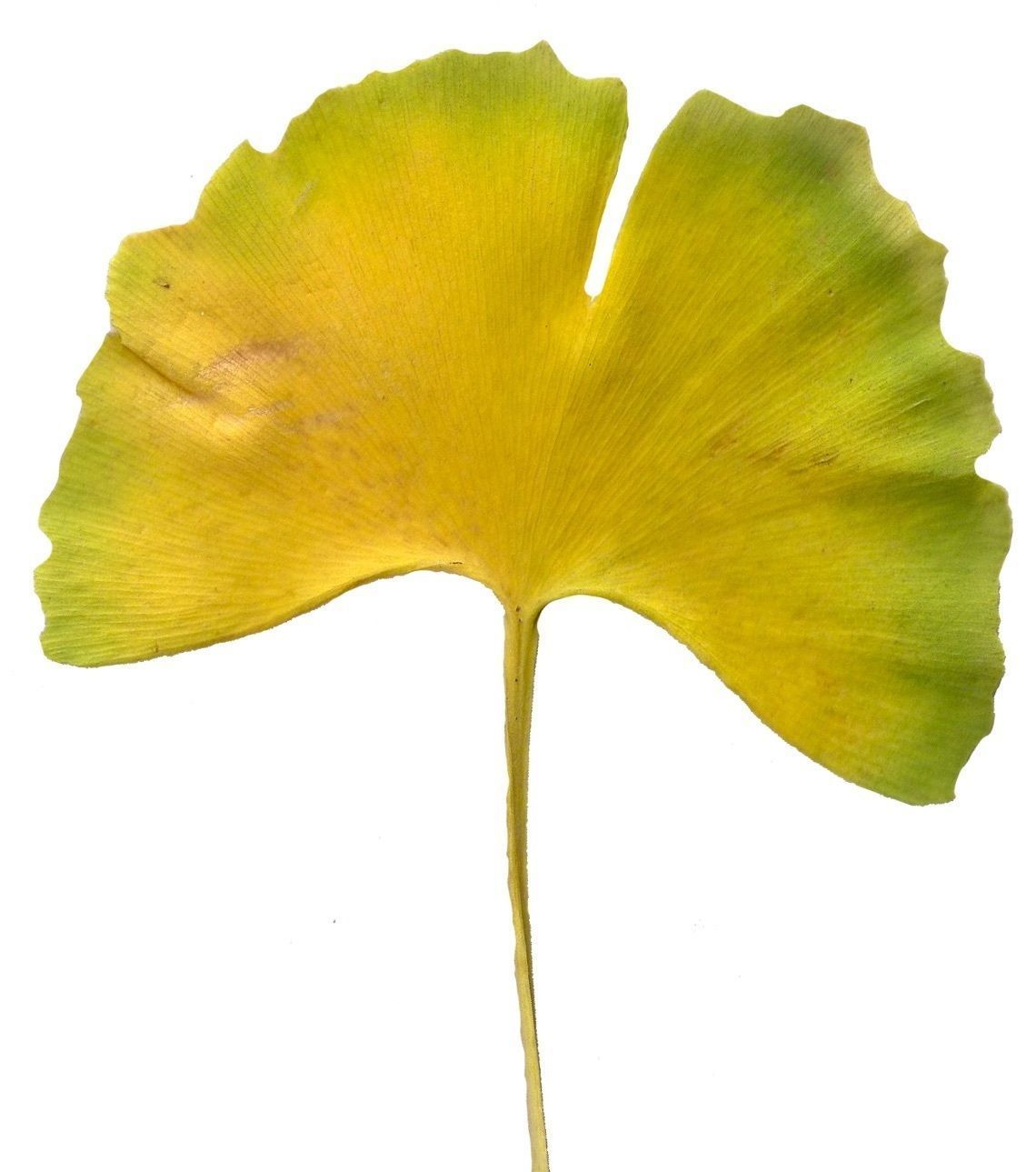 Ginkgo Texture Pack - 120 Textures Texture_70