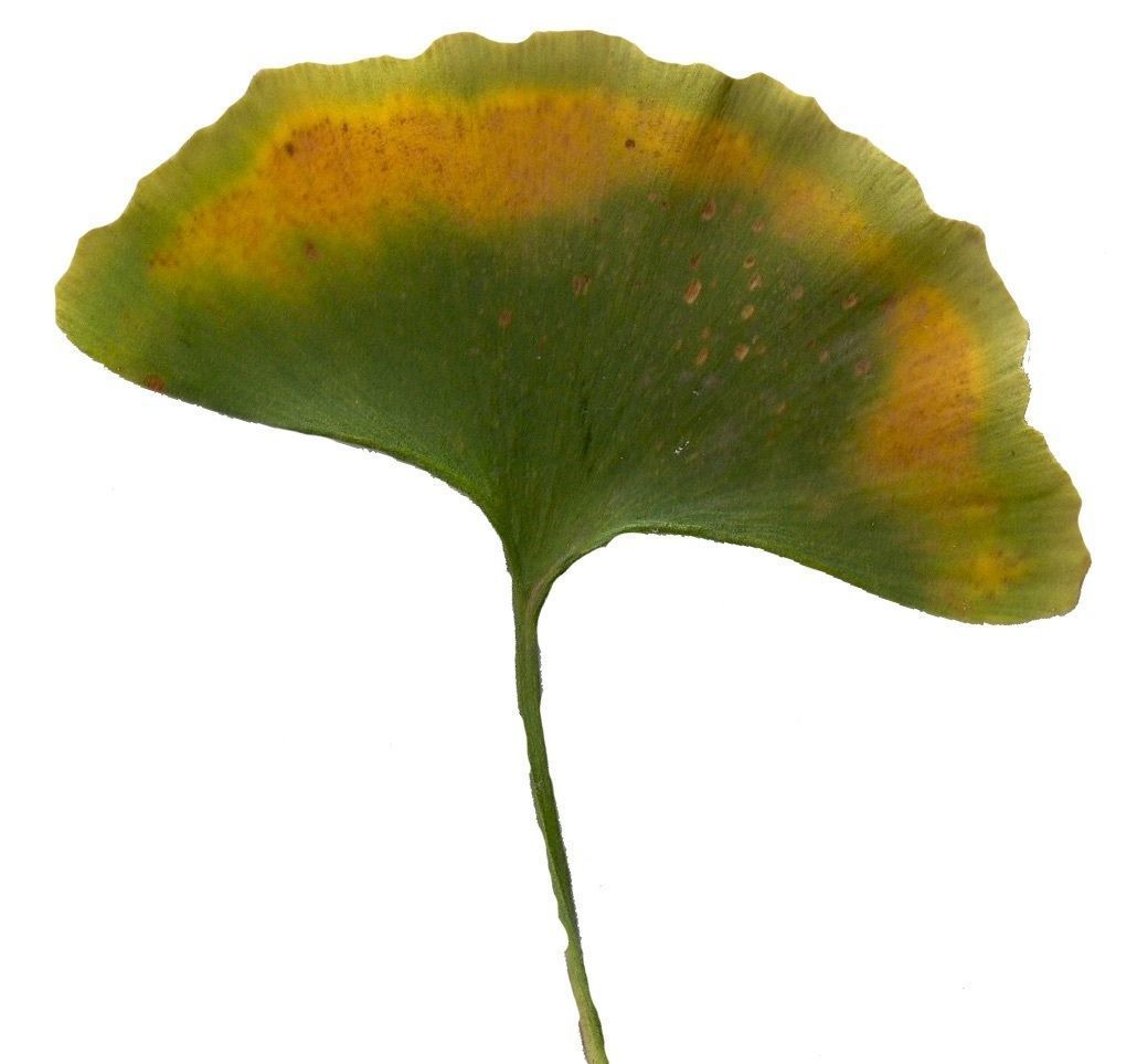 Ginkgo Texture Pack - 120 Textures Texture_65
