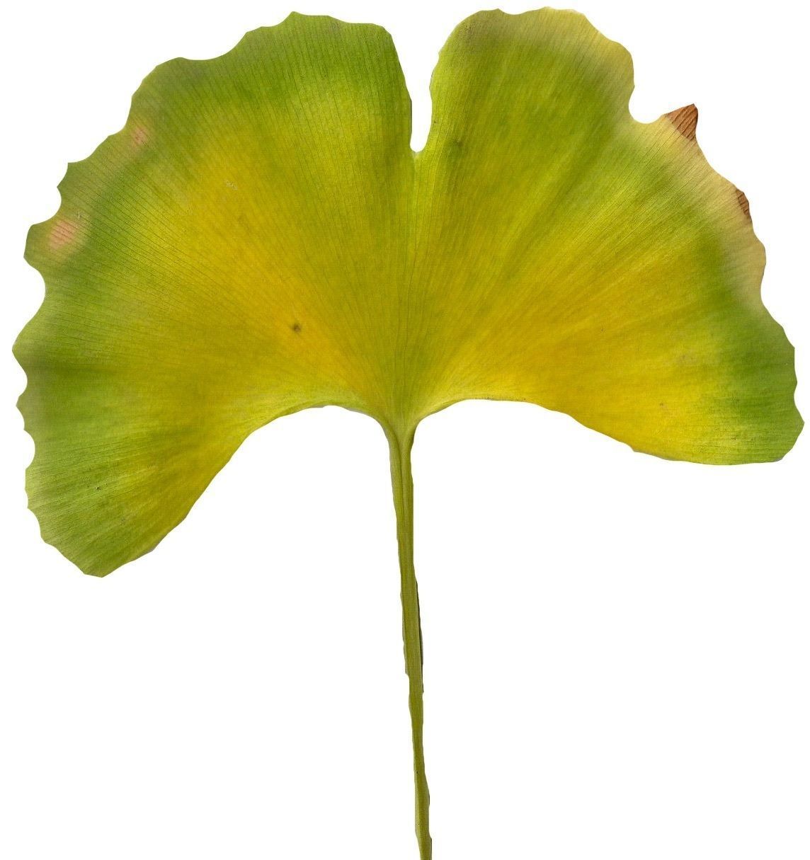 Ginkgo Texture Pack - 120 Textures Texture_71