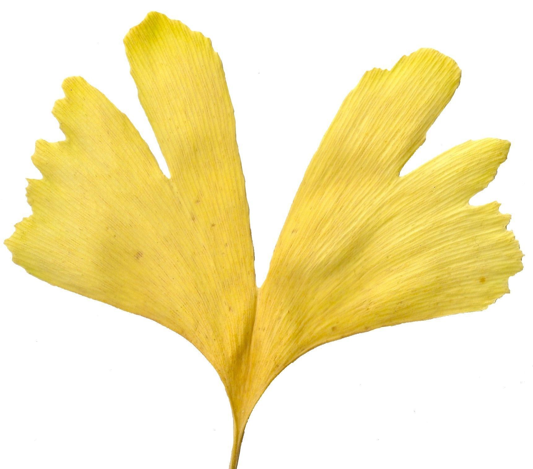 Ginkgo Texture Pack - 120 Textures Texture_75