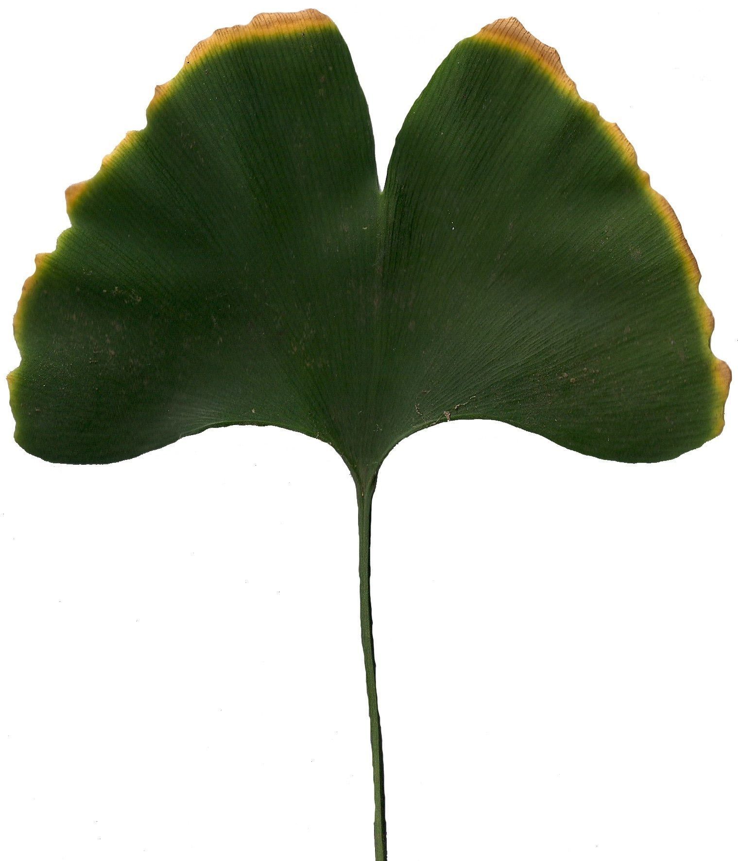 Ginkgo Texture Pack - 120 Textures Texture_68