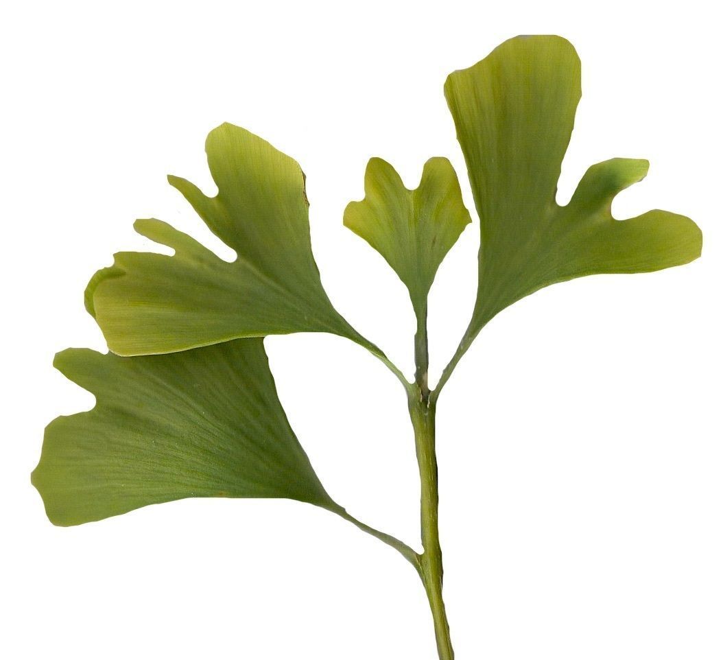 Ginkgo Texture Pack - 120 Textures Texture_20