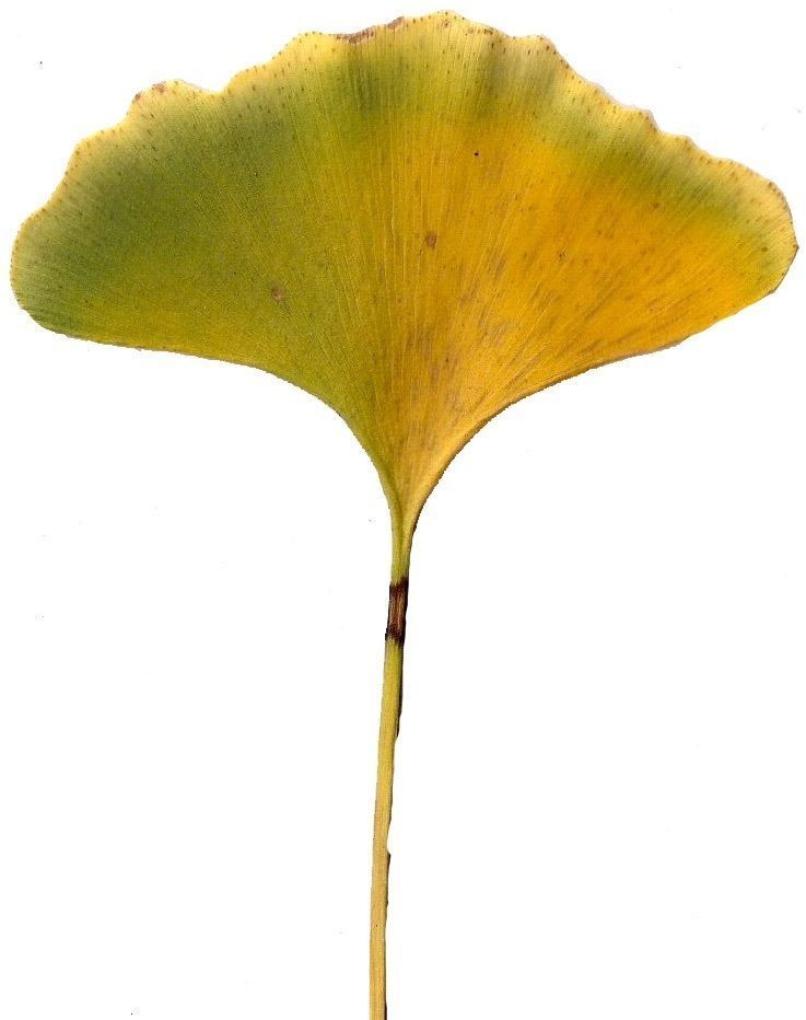 Ginkgo Texture Pack - 120 Textures Texture_98