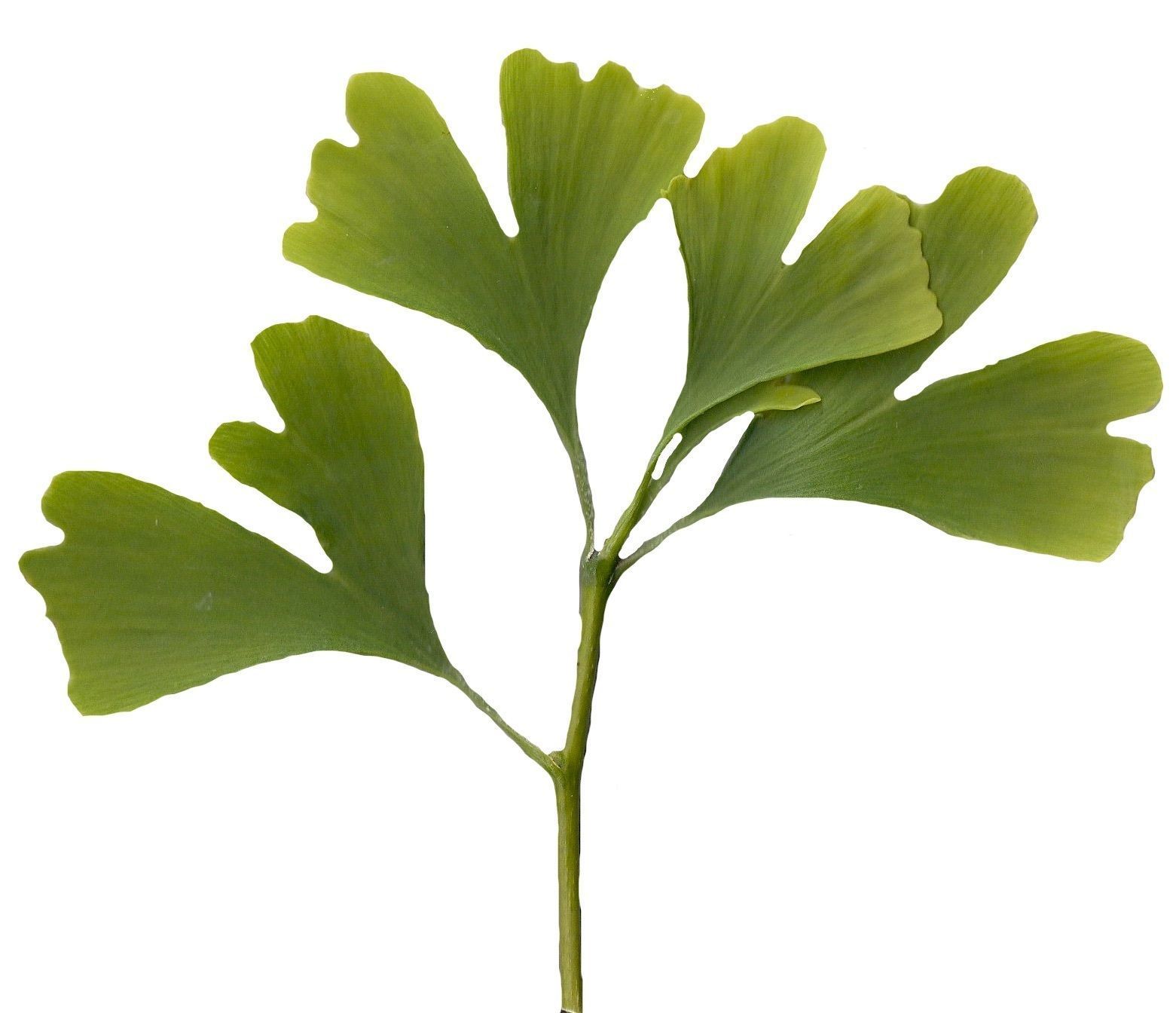 Ginkgo Texture Pack - 120 Textures Texture_37