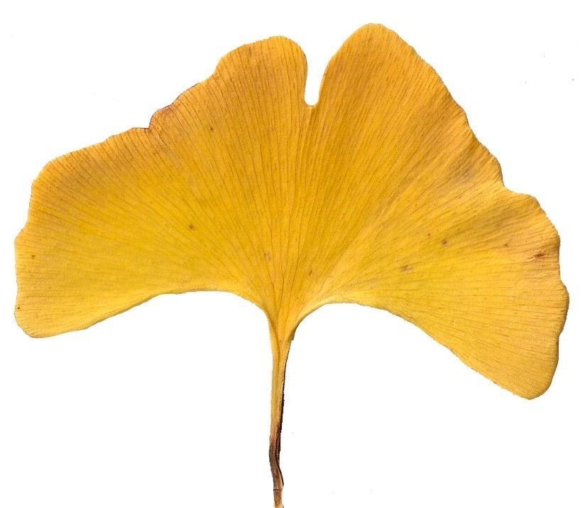 Ginkgo Texture Pack - 120 Textures Texture_64