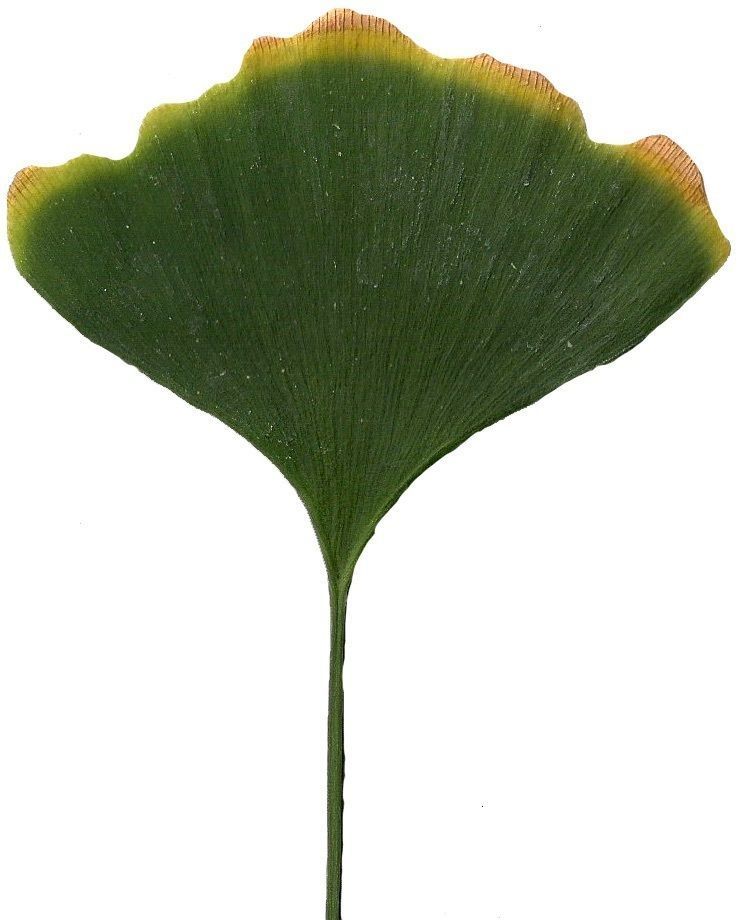 Ginkgo Texture Pack - 120 Textures Texture_28