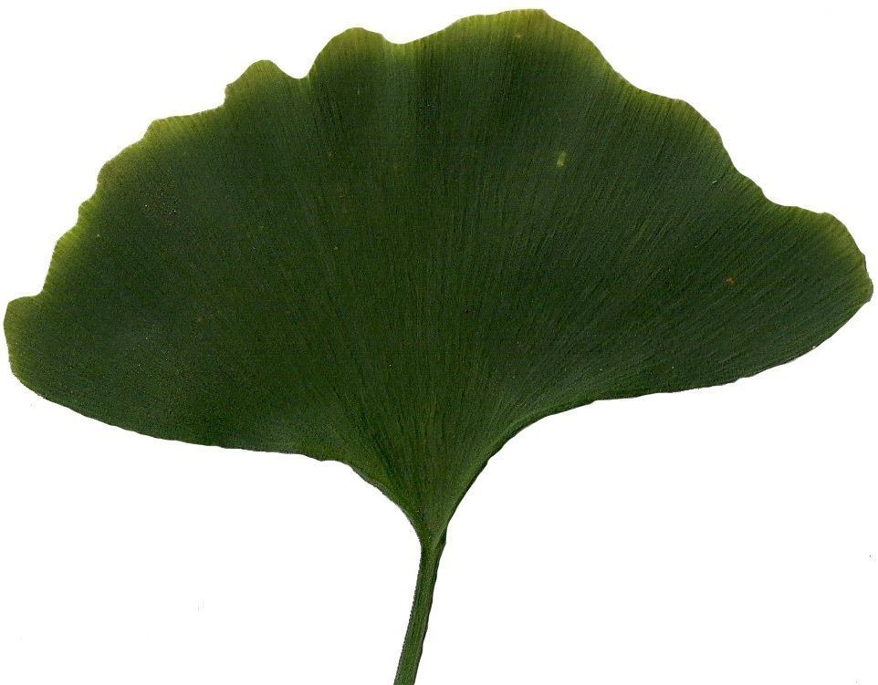 Ginkgo Texture Pack - 120 Textures Texture_18