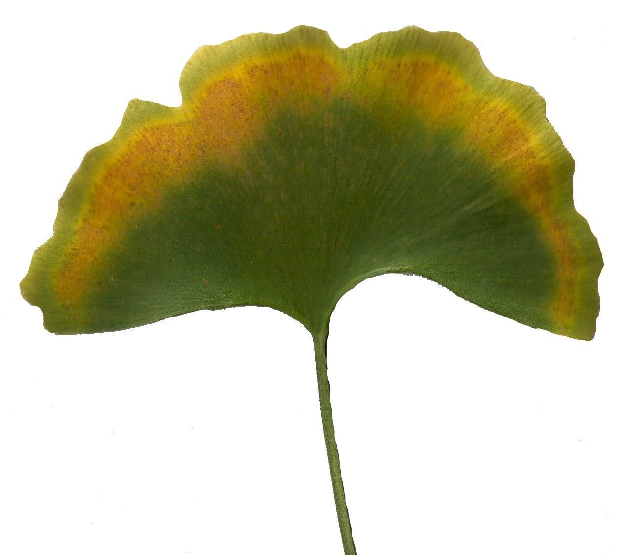 Ginkgo Texture Pack - 120 Textures Texture_53