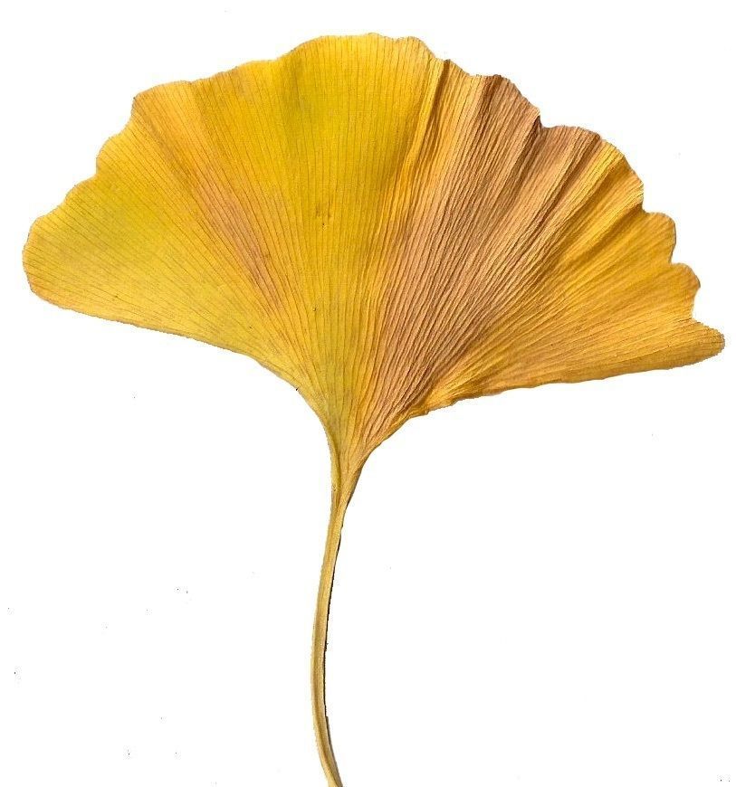 Ginkgo Texture Pack - 120 Textures Texture_43