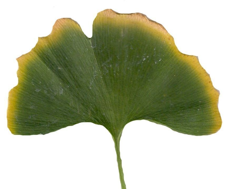 Ginkgo Texture Pack - 120 Textures Texture_73