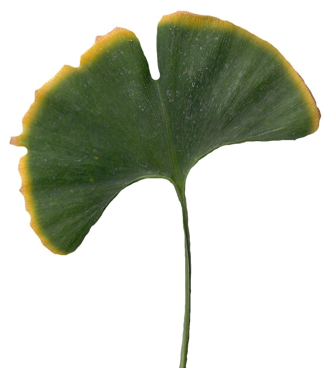 Ginkgo Texture Pack - 120 Textures Texture_111