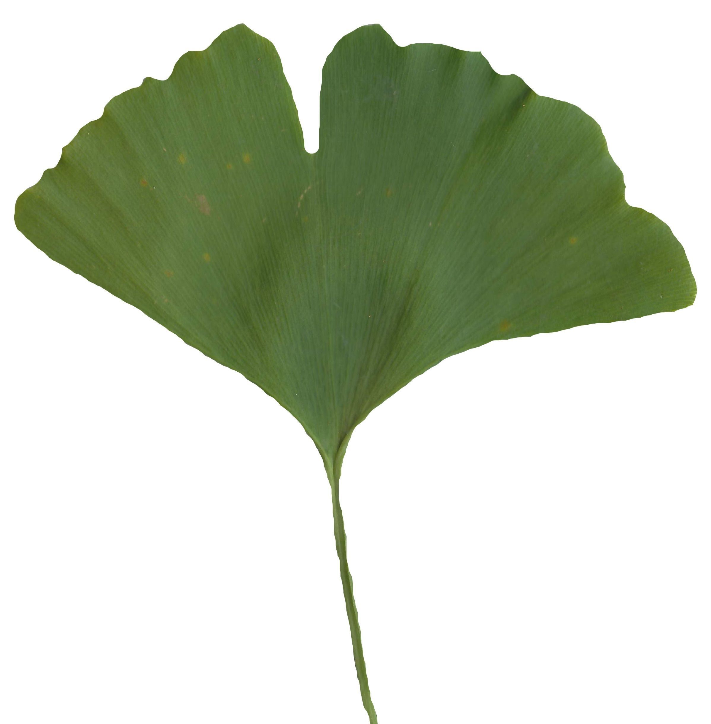 Ginkgo Texture Pack - 120 Textures Texture_1