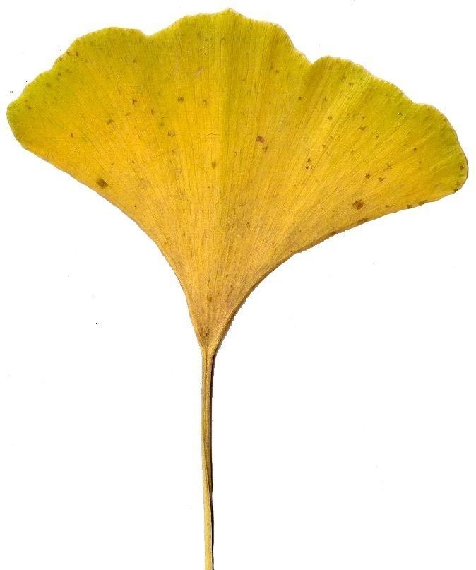Ginkgo Texture Pack - 120 Textures Texture_47
