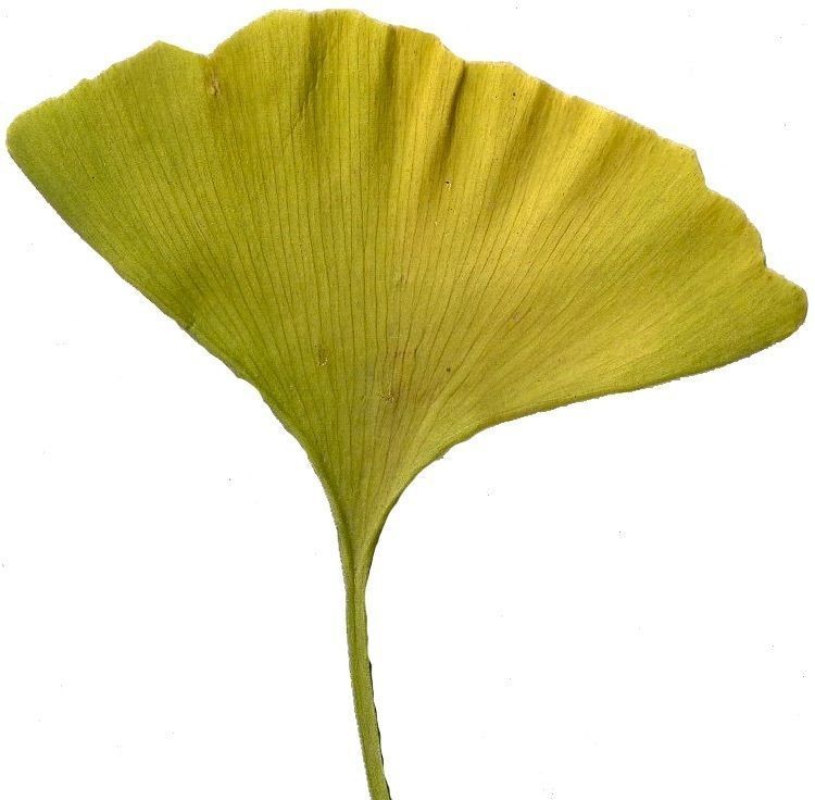 Ginkgo Texture Pack - 120 Textures Texture_38