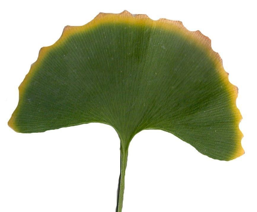 Ginkgo Texture Pack - 120 Textures Texture_81