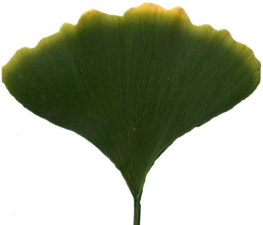 Ginkgo Texture Pack - 120 Textures Texture_2