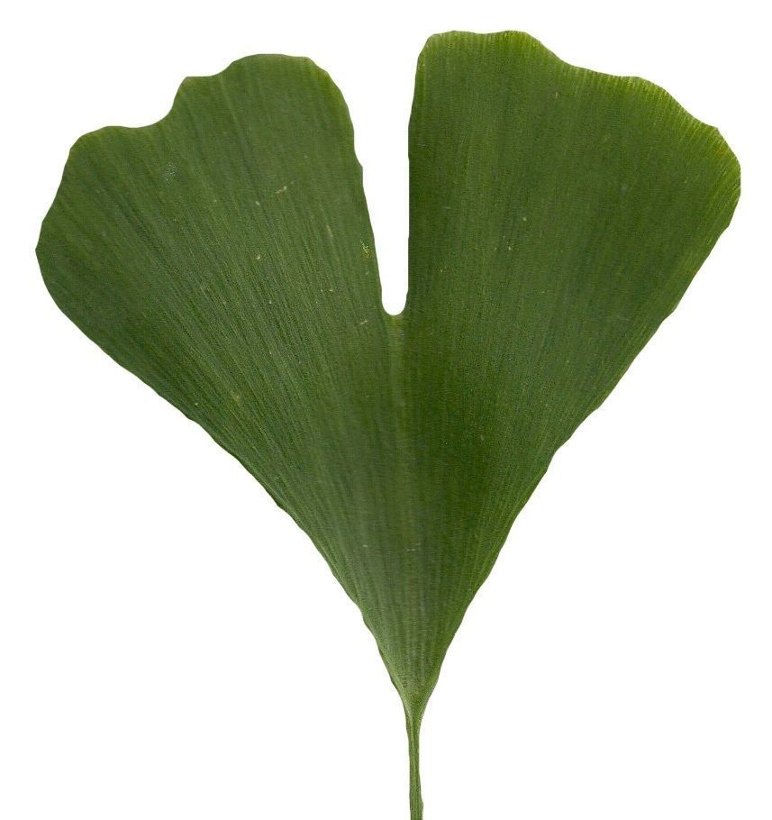 Ginkgo Texture Pack - 120 Textures Texture_9