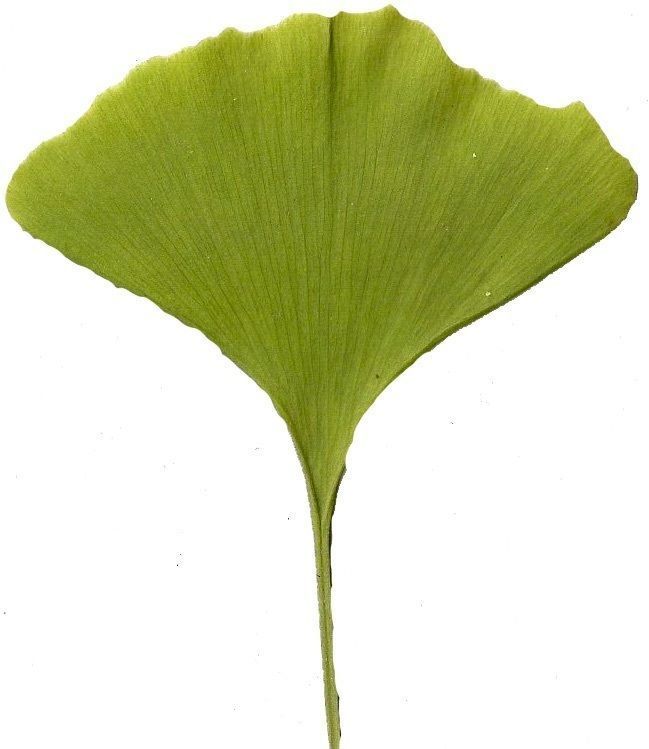 Ginkgo Texture Pack - 120 Textures Texture_15