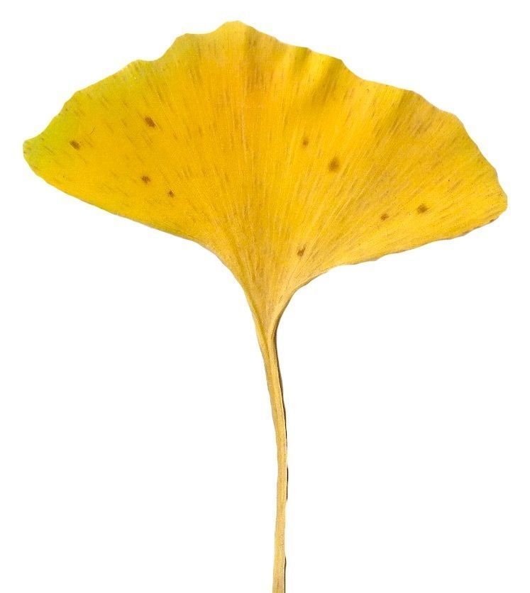 Ginkgo Texture Pack - 120 Textures Texture_42