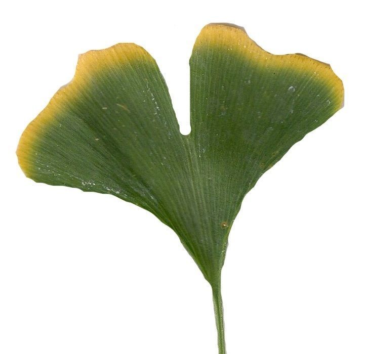 Ginkgo Texture Pack - 120 Textures Texture_26