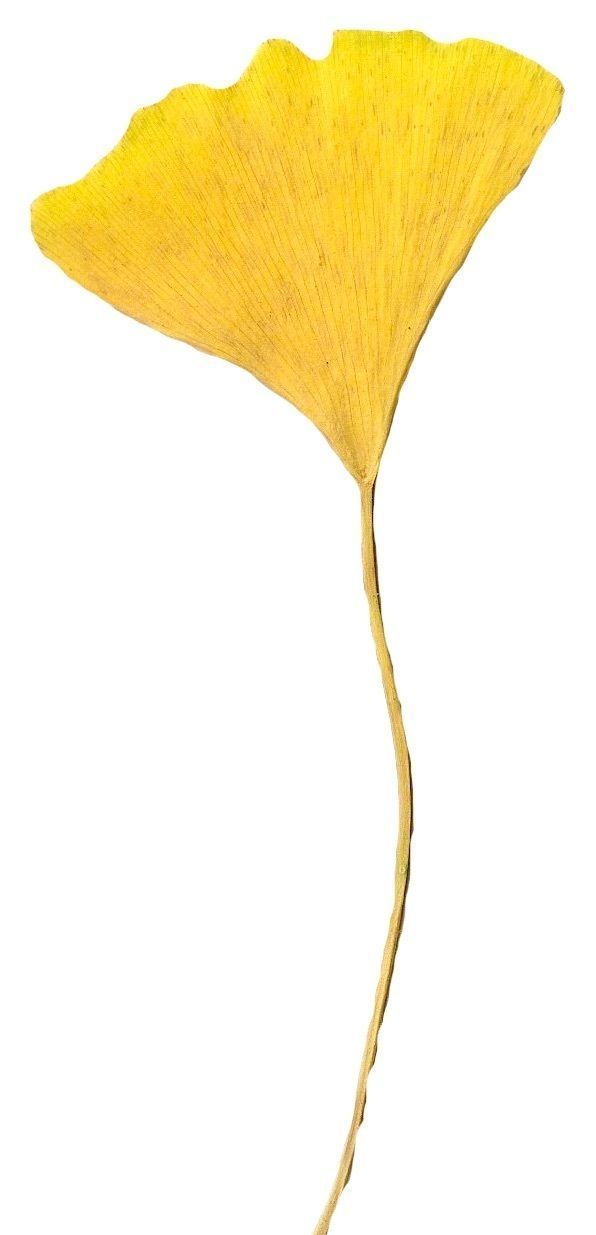 Ginkgo Texture Pack - 120 Textures Texture_36