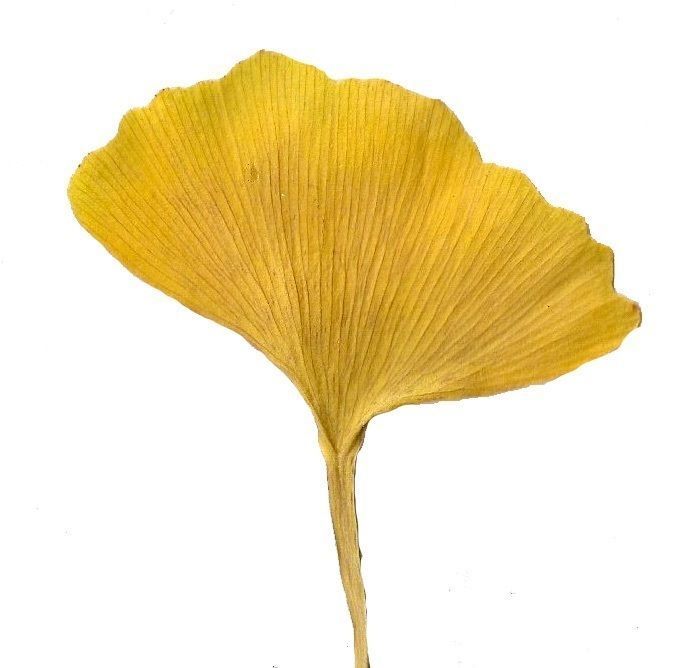 Ginkgo Texture Pack - 120 Textures Texture_29