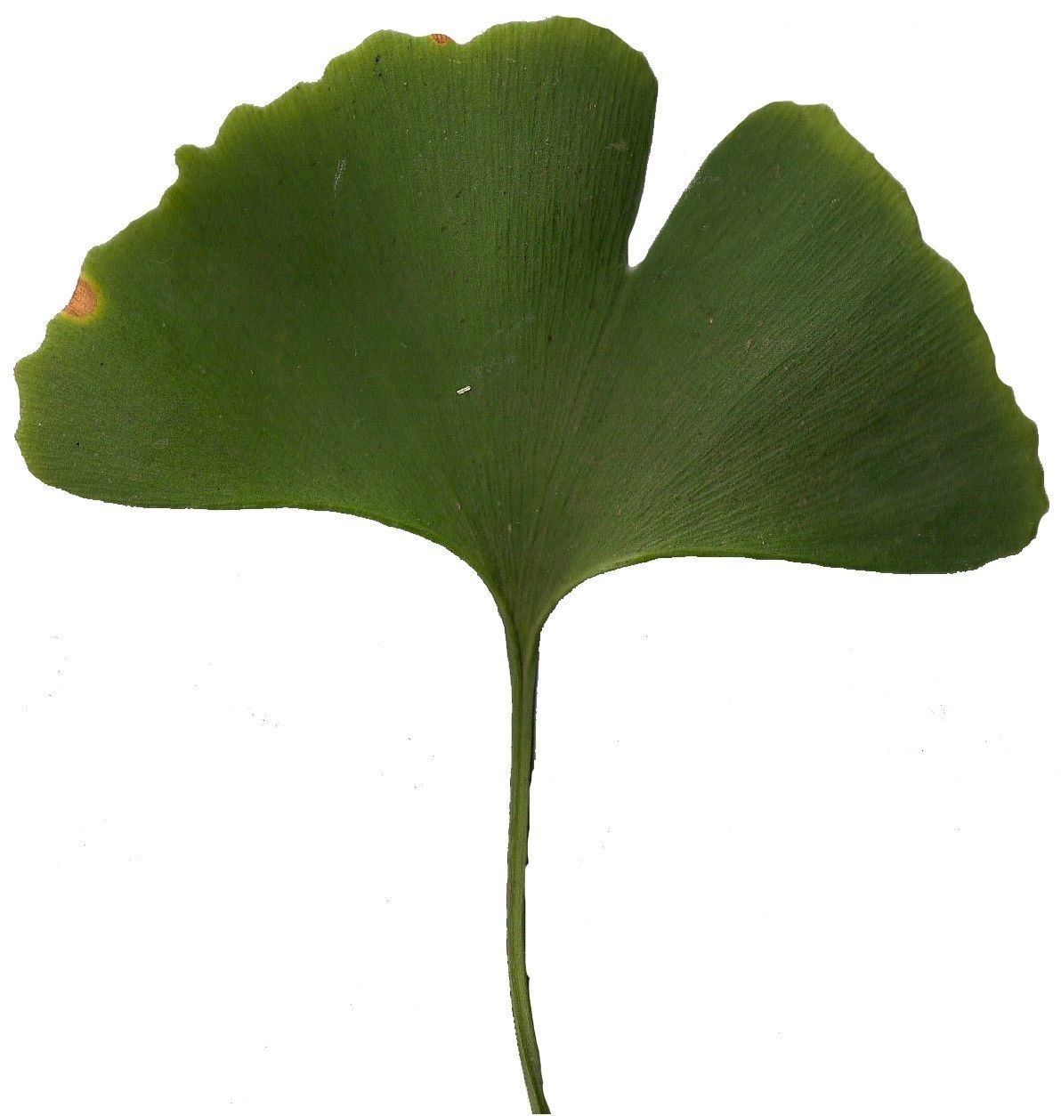 Ginkgo Texture Pack - 120 Textures Texture_69