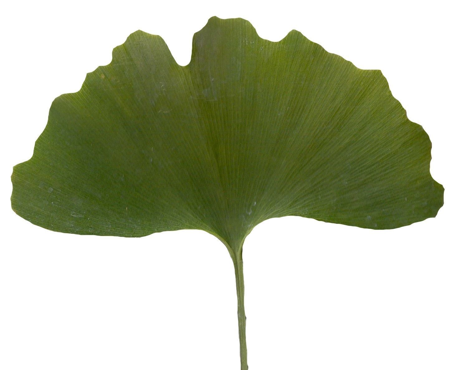 Ginkgo Texture Pack - 120 Textures Texture_7