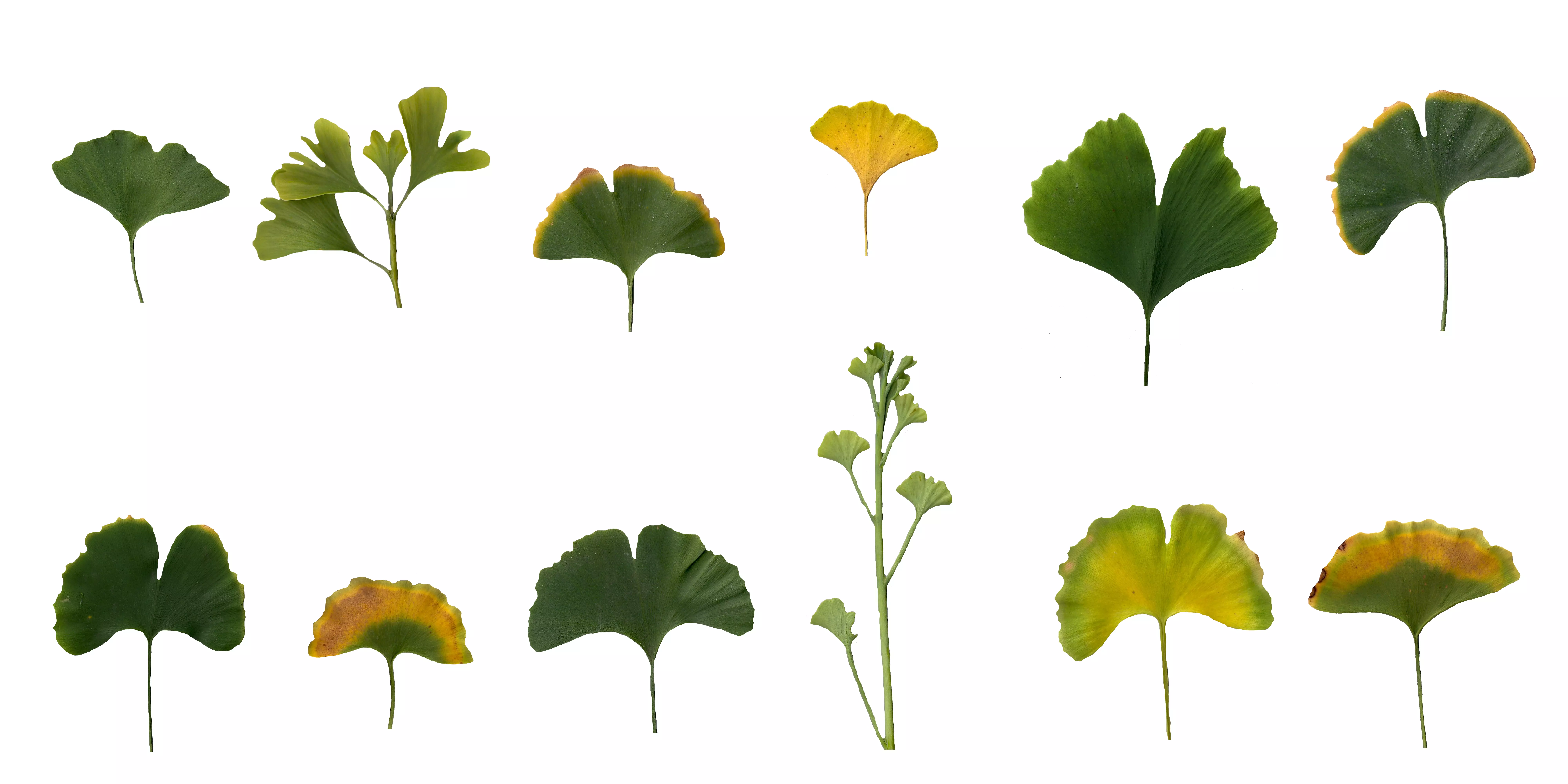 Ginkgo Texture Pack - 120 Textures Texture_0