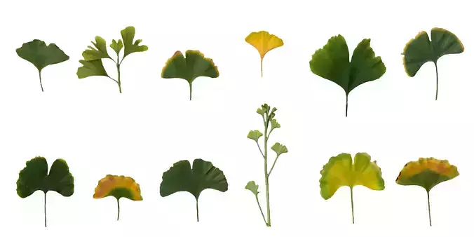 Ginkgo Texture Pack - 120 Textures Texture