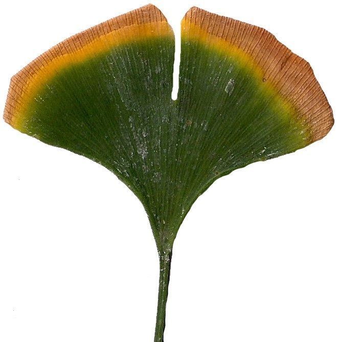 Ginkgo Texture Pack - 120 Textures Texture_11