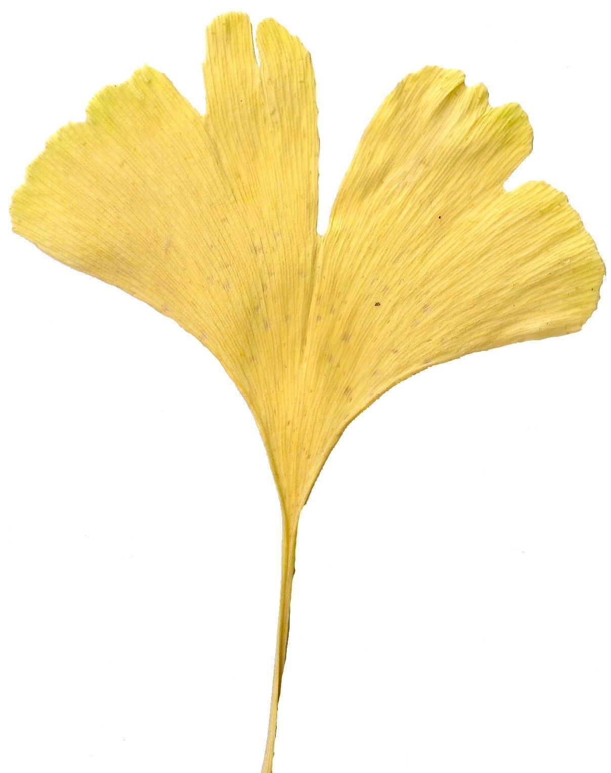 Ginkgo Texture Pack - 120 Textures Texture_72