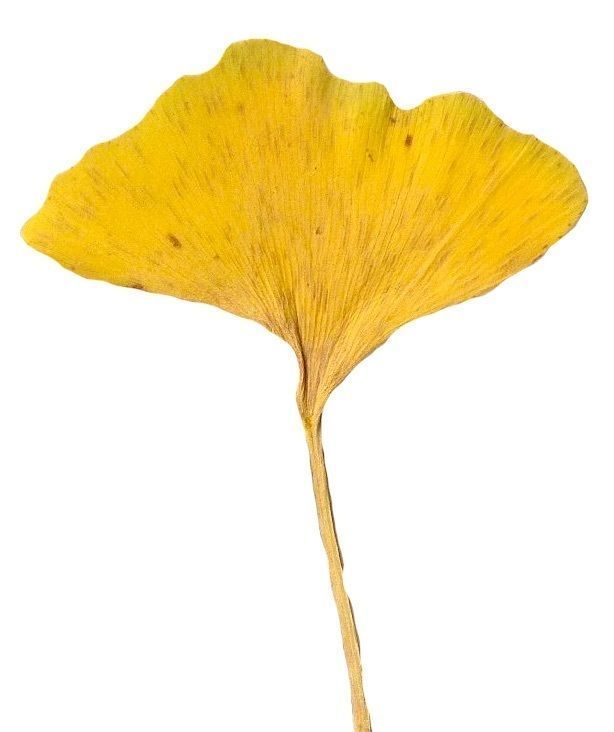 Ginkgo Texture Pack - 120 Textures Texture_54