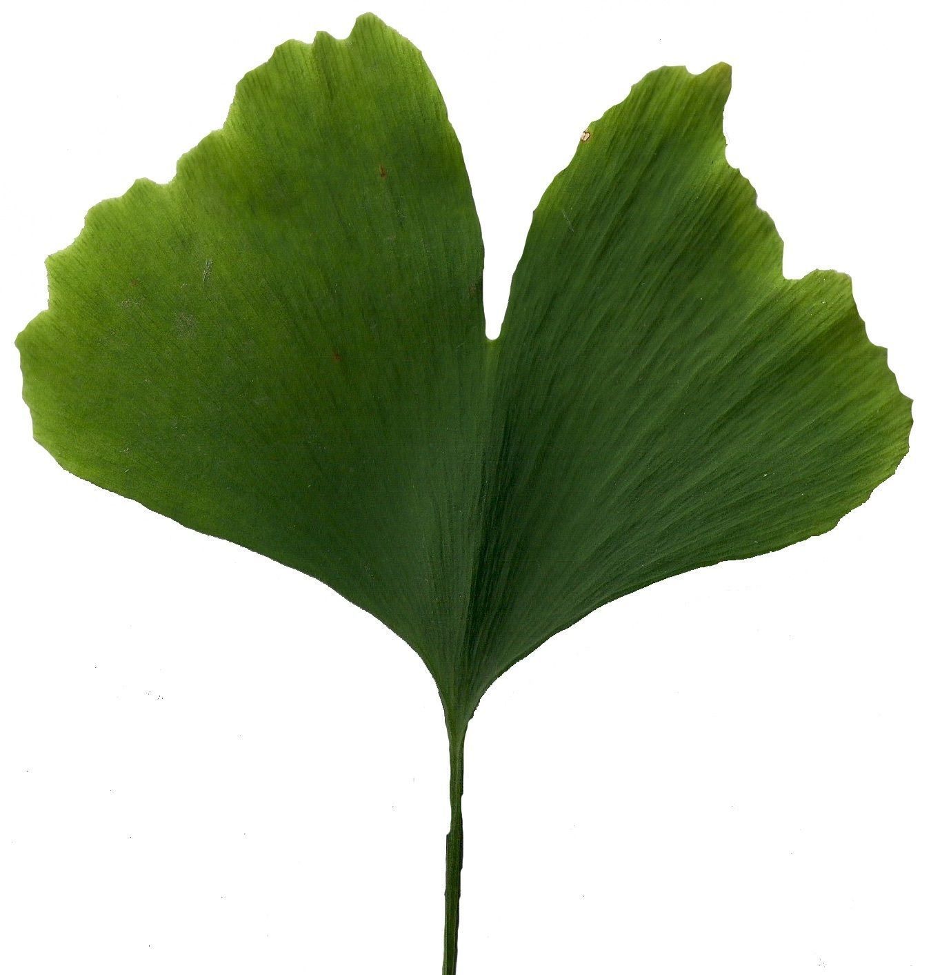 Ginkgo Texture Pack - 120 Textures Texture_46
